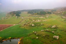Flowering fruit trees on meadows in Sulzdorf an der Lederhecke in the state Bavaria, Germany