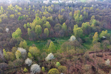 White flowering trees in the forest in Sulzdorf an der Lederhecke in the state Bavaria, Germany
