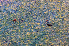 Aerial photograpy of Grazing cattle in the Billigheimer Bruch nature reserve in the district Mühlhofen in Billigheim-Ingenheim in the state Rhineland-Palatinate, Germany