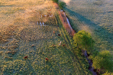 Oblique view of Grazing cattle in the Billigheimer Bruch nature reserve in the district Mühlhofen in Billigheim-Ingenheim in the state Rhineland-Palatinate, Germany