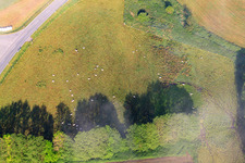 Flock of sheep in a meadow in the district Fürstenau in Höxter in the state North Rhine-Westphalia, Germany