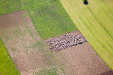 Sheep pen in fields in Gutsbezirk Münsingen in the state Baden-Wuerttemberg, Germany
