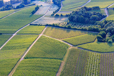 Geometrically arranged vineyards in the morning light in the district Klingen in Heuchelheim-Klingen in the state Rhineland-Palatinate, Germany