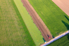Many busy hands at the lettuce harvest in the Palatinate in Mutterstadt in the state Rhineland-Palatinate, Germany