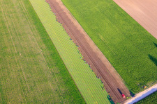 Aerial view of Many busy hands at the lettuce harvest in the Palatinate in Mutterstadt in the state Rhineland-Palatinate, Germany