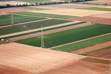 Vegetable harvest in the Palatinate in the district Dannstadt in Dannstadt-Schauernheim in the state Rhineland-Palatinate, Germany