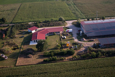 Aerial photograpy of Chicken farm Aussiedlerhof in Erlenbach bei Kandel in the state Rhineland-Palatinate, Germany