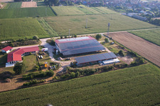 Oblique view of Chicken farm Aussiedlerhof in Erlenbach bei Kandel in the state Rhineland-Palatinate, Germany