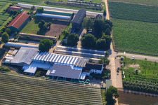 Obsthof Zapf and Hofcafé and Uwe Nauerth - Tobacco production in the Holderbühler Hof and in Kandel in the state Rhineland-Palatinate, Germany from above
