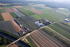 Obsthof Zapf and Hofcafé and Uwe Nauerth - Tobacco production in the Holderbühler Hof and in Kandel in the state Rhineland-Palatinate, Germany from the plane