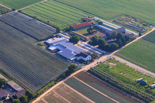 Bird's eye view of Obsthof Zapf and Hofcafé and Uwe Nauerth - Tobacco production in the Holderbühler Hof and in Kandel in the state Rhineland-Palatinate, Germany