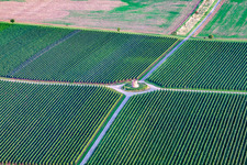 Aerial photograpy of Houschder Winemaker's Tower in the district Niederhochstadt in Hochstadt in the state Rhineland-Palatinate, Germany