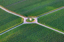 Aerial view of Fields of wine cultivation landscape in Hochstadt (Pfalz) in the state Rhineland-Palatinate