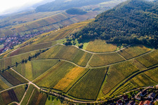 Oblique view of Kastanienbusch vineyard "Keschdebusch in Birkweiler in the state Rhineland-Palatinate, Germany