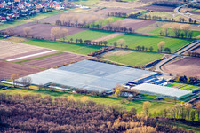 Rudolf Sinn young plants in the district Niederlustadt in Lustadt in the state Rhineland-Palatinate, Germany