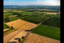 Fields and vineyards around Billigheim in the district Ingenheim in Billigheim-Ingenheim in the state Rhineland-Palatinate, Germany