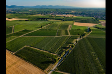Aerial view of Fields and vineyards around Billigheim in the district Ingenheim in Billigheim-Ingenheim in the state Rhineland-Palatinate, Germany