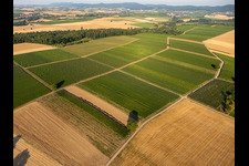 Aerial photograpy of Fields and vineyards around Billigheim in the district Ingenheim in Billigheim-Ingenheim in the state Rhineland-Palatinate, Germany