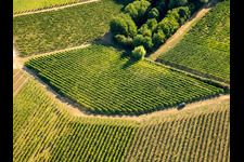 Vineyards and bushes in the district Ingenheim in Billigheim-Ingenheim in the state Rhineland-Palatinate, Germany