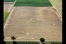Fields in the district Ingenheim in Billigheim-Ingenheim in the state Rhineland-Palatinate, Germany
